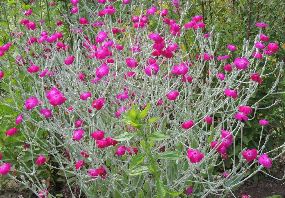 Blütenpracht im Schaugarten, © Kurverwaltung Insel Poel