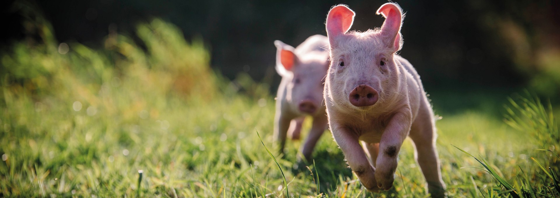 Anni und Rosalie im Schweineland, © Land der Tiere