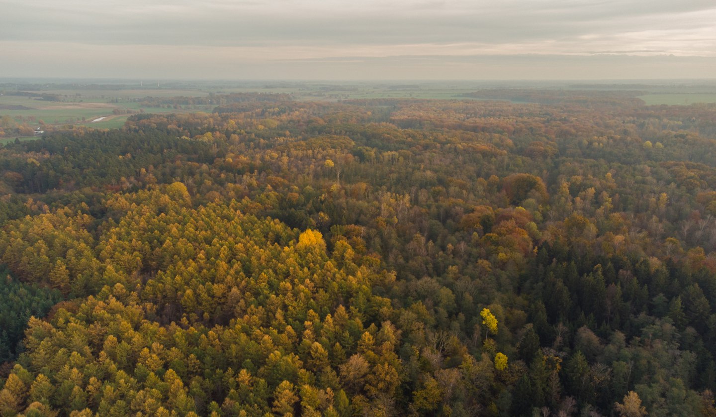 Barther Stadtforst, © Arndt Gläser