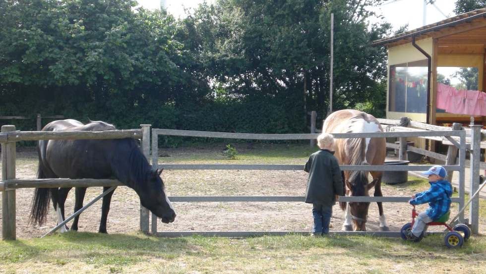 Leila und Baron warten auf eine Ponyreitrunde, © Ferienhof Poggendiek/Roßmann