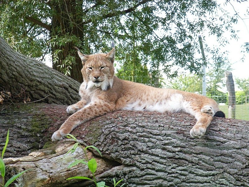 Vom Hochstand aus kann man die Luchse beobachten, © Tierpark Wismar