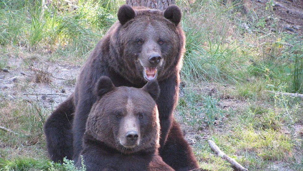 Die Braunbären Fred und Frode gehören zu den Besucherlieblingen, © Wildpark-MV