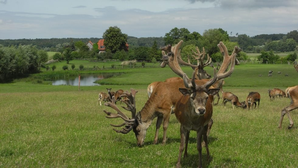 Rotwild und Gotlandschafe im Großgehege, © Zacharias