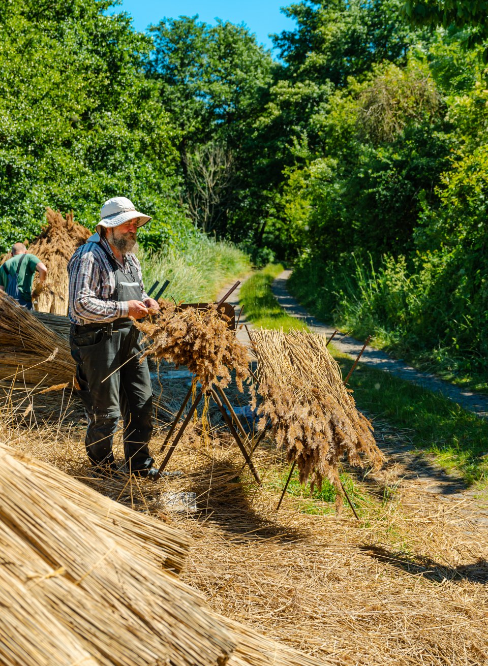 wird das Schilf von den Reetdach-Deckern aufbereitet und in der Sonne getrocknet. Das alte Handwerk hat hier noch Tradition., © TMV/Tiemann