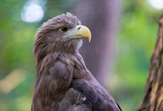 Der majestätische Seeadler im Portrait, © TMV/Müller