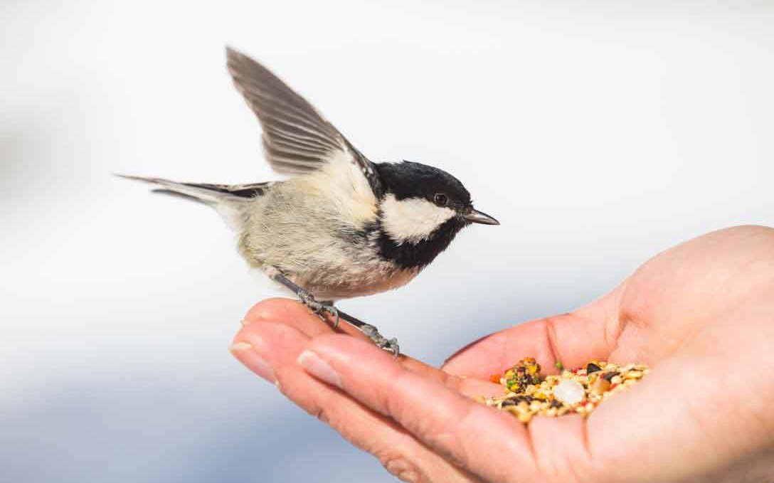 NaturWerkstatt: Vogelfutterzapfen selbst gemacht, © Erlebnis Akademie AG/NEZR