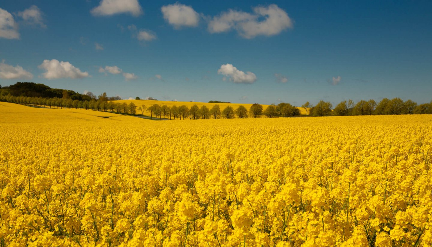 Wunderschönes Rapsfeld im Nationalpark Jasmund auf der Halbinsel Jasmund im Norden von Rügen., © TMV/Prast