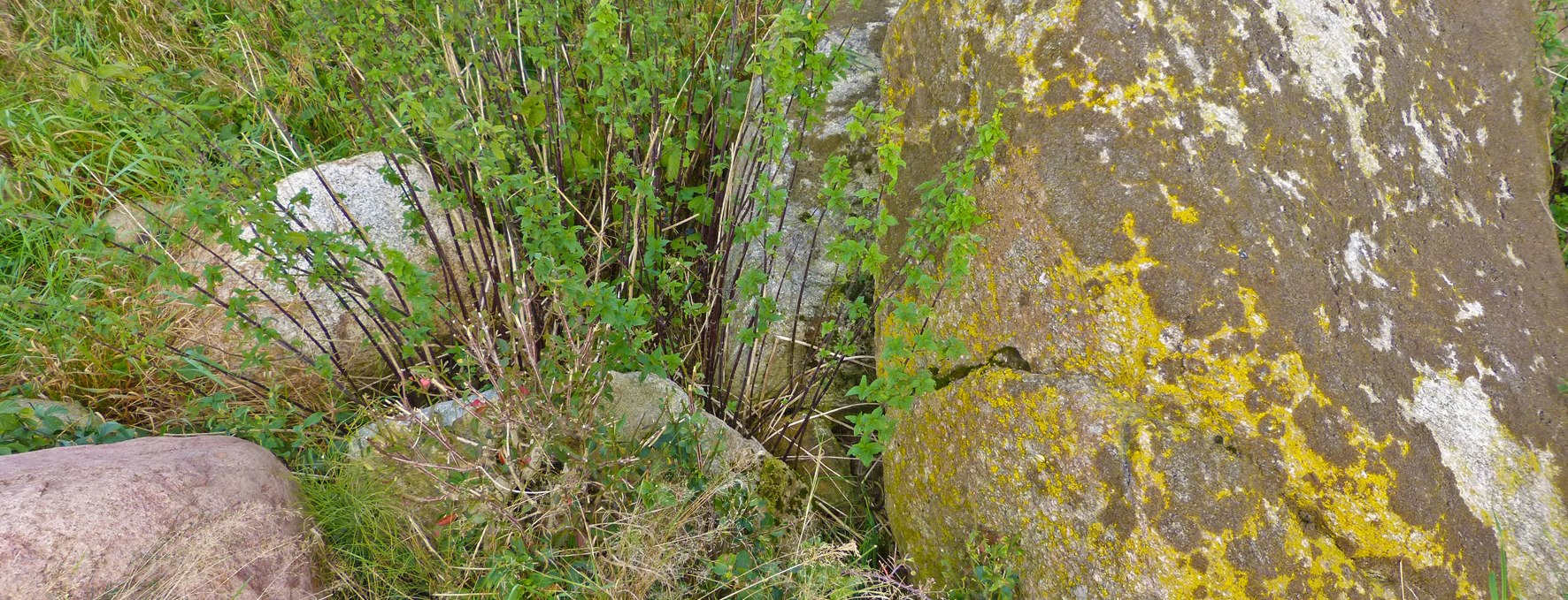 Die Reste eines jungsteinzeitlichen Grosssteingrabes bei Seelvitz, © Archäo Tour Rügen