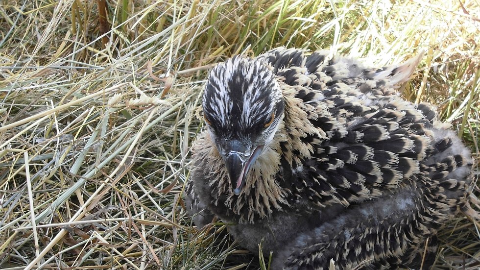 Vogelkunde, © Polak