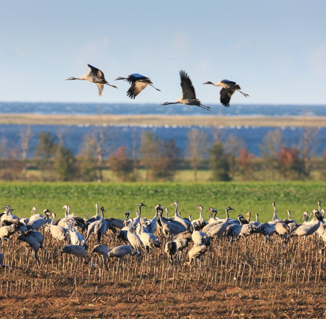 In überwältigender Zahl bevölkern Kraniche Feld und Himmel über Fischland-Darß-Zingst, © TMV/Grundner