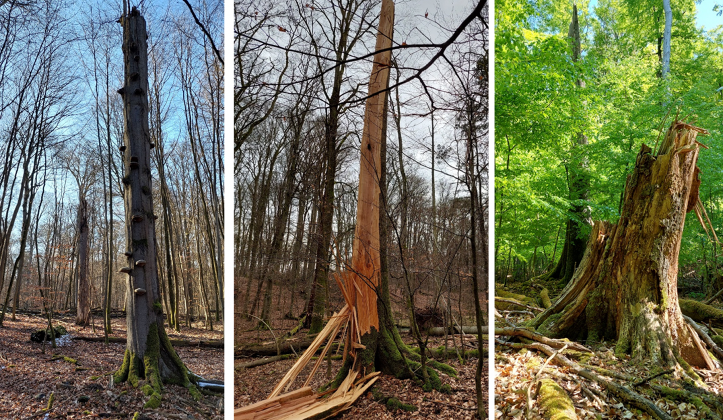 drei Waldeinblicke, © Matthias Schwabe, Müritz-Nationalpark