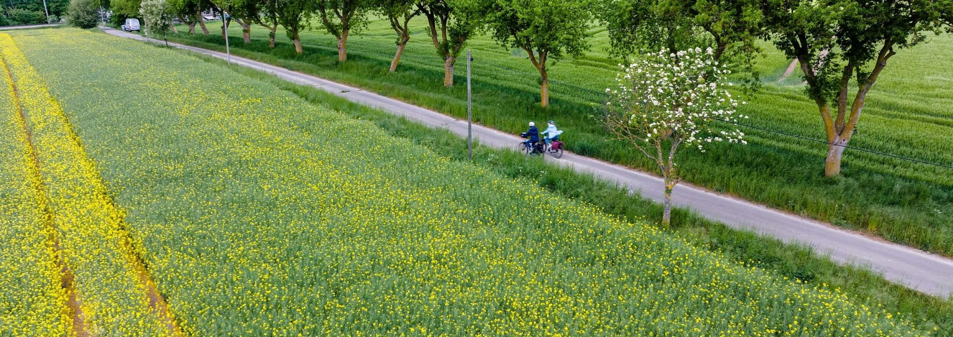 Entlang an den Rapsfeldern, © TMV/Gänsicke