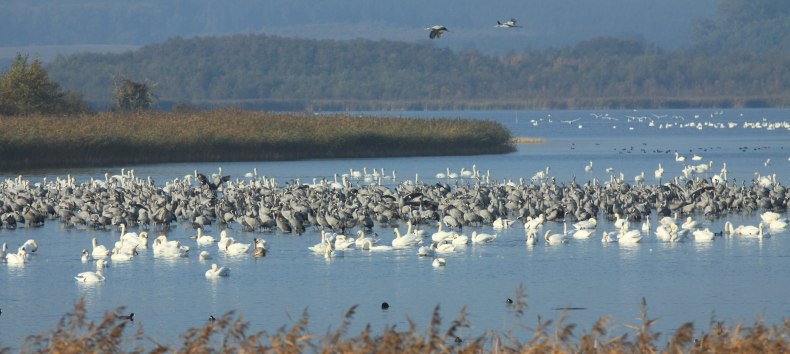 Das Naturschutzgebiet „Galenbecker See“ gehört zu den ältesten Naturschutzgebieten Deutschlands und ist bekannt als international bedeutsamer Kranichrastplatz., © Angelika Fuß