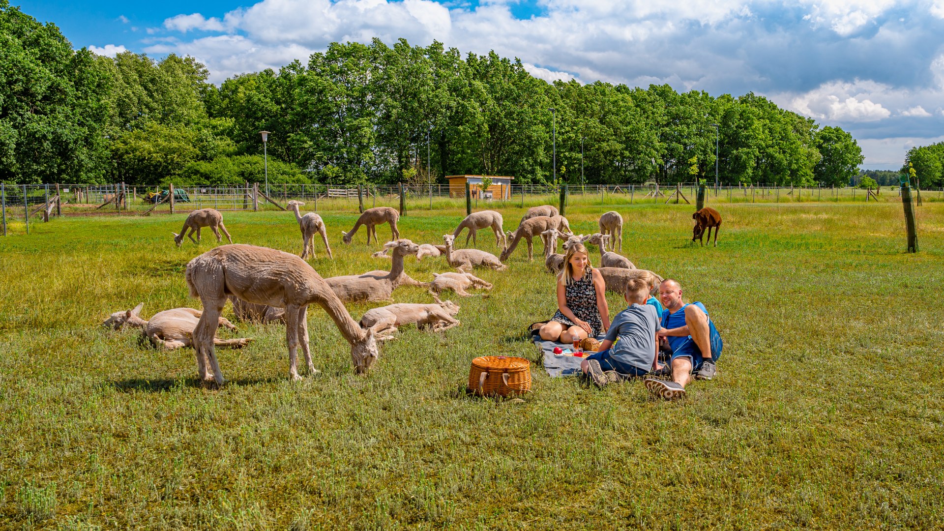 Auf Hof Birkenkamp gibt es einfach die perfekte Picknickwiese., © TMV/Tiemann