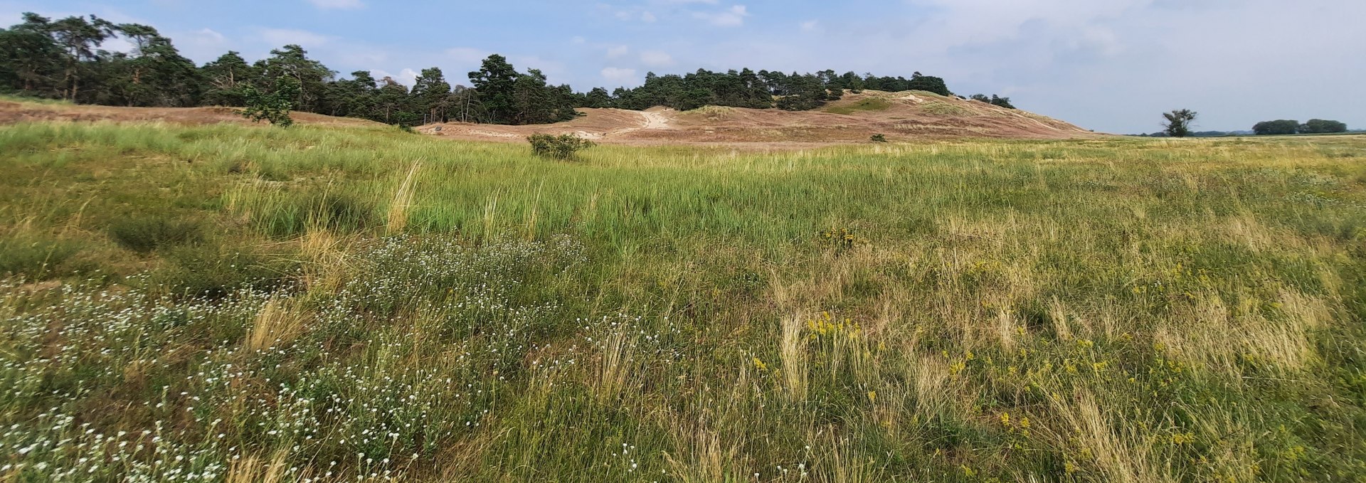 Binnendüne Klein Schmölen, © M. Lenthe