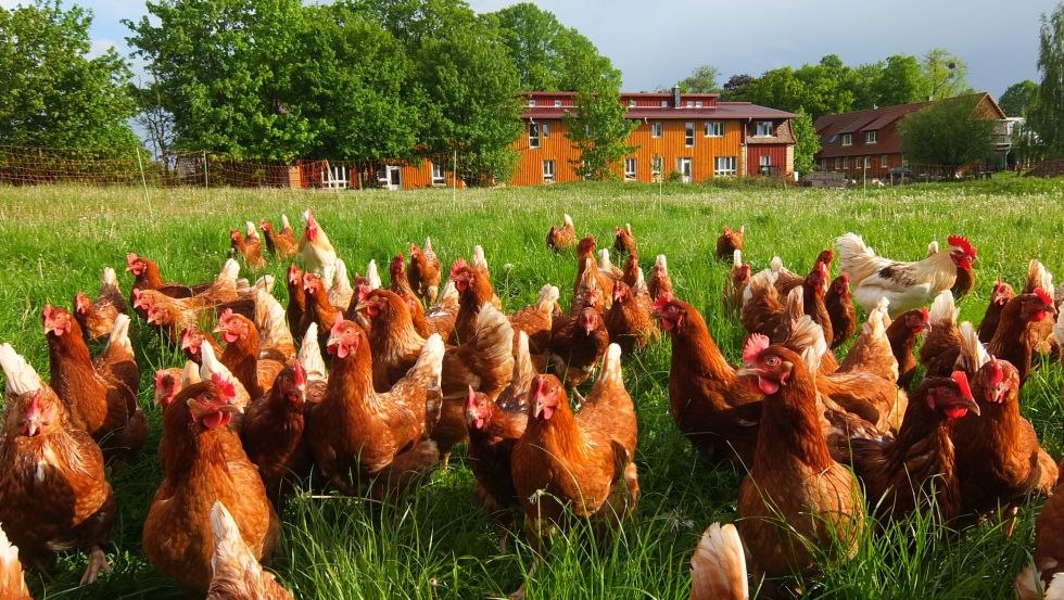 Bio-Landwirtschaft auf Hof Medewege erleben, © Hof Medewege/ Hof Ferien Medewege UG