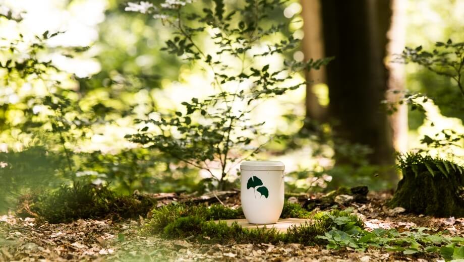 Biologisch abbaubare FriedWald-Urne