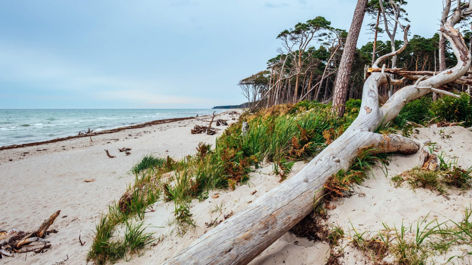 Der Weststrand im Nationalpark Vorpommersche Boddenlandschaft, © TMV/Tiemann