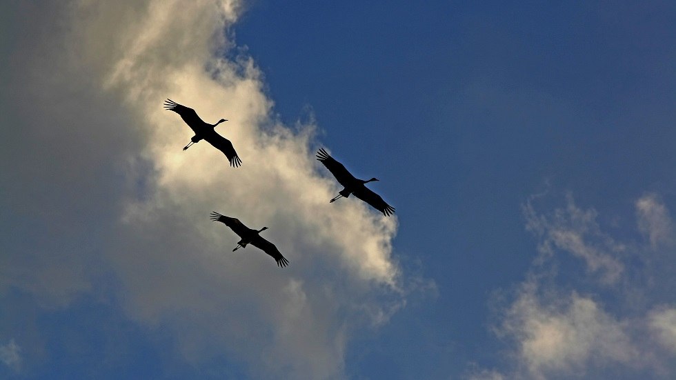 Kranichflug, © Frank Liebig