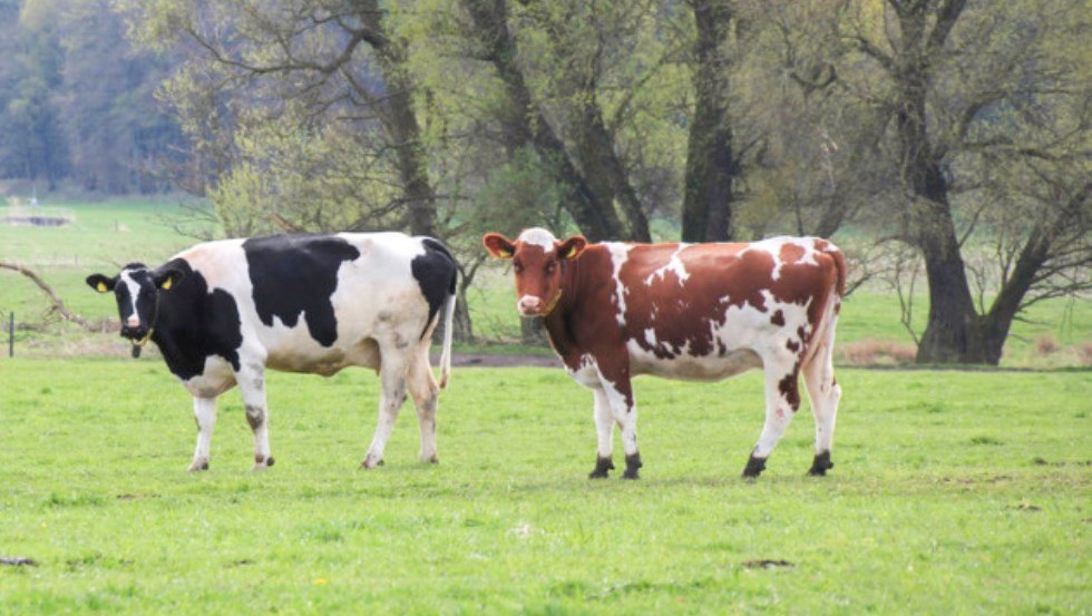 1000 fleißige Milchkühe werden dreimal täglich gemolken, © Peeneland Agrar GmbH