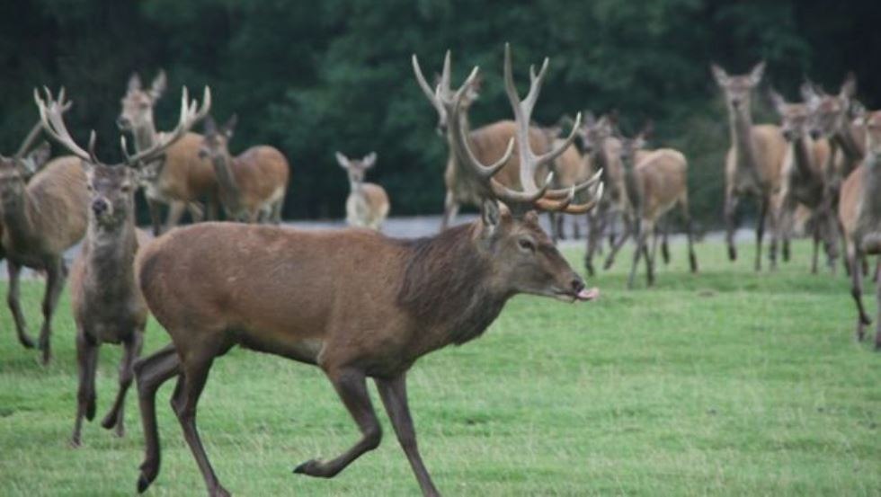 Wildgehege auf 35 ha für Dam- und Rotwild, Tiere werden lebend weitervermarktet oder das Wildfleisch kann im hauseigenem Hofladen gekauft werden, © AG Chemnitz