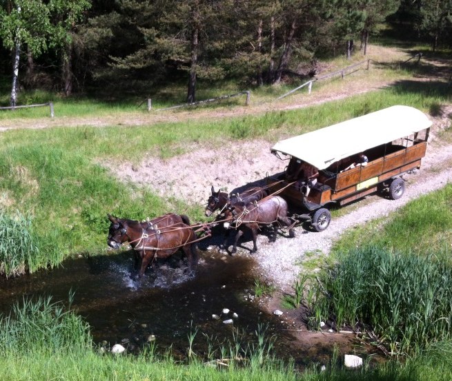 Spannend kann sie sein, die Fahrt. gehen die Tiere durch´s Wasser?, © Reit- und Fahrtourstik Lychen