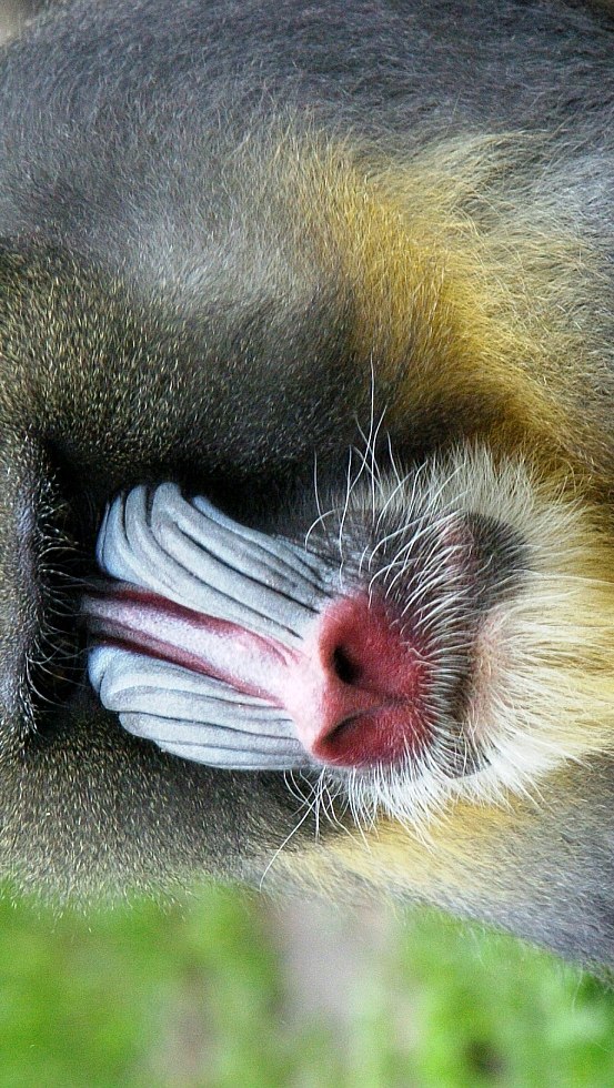 Mandrill im TierparkUeckermünde, © Tierpark Ueckermünde