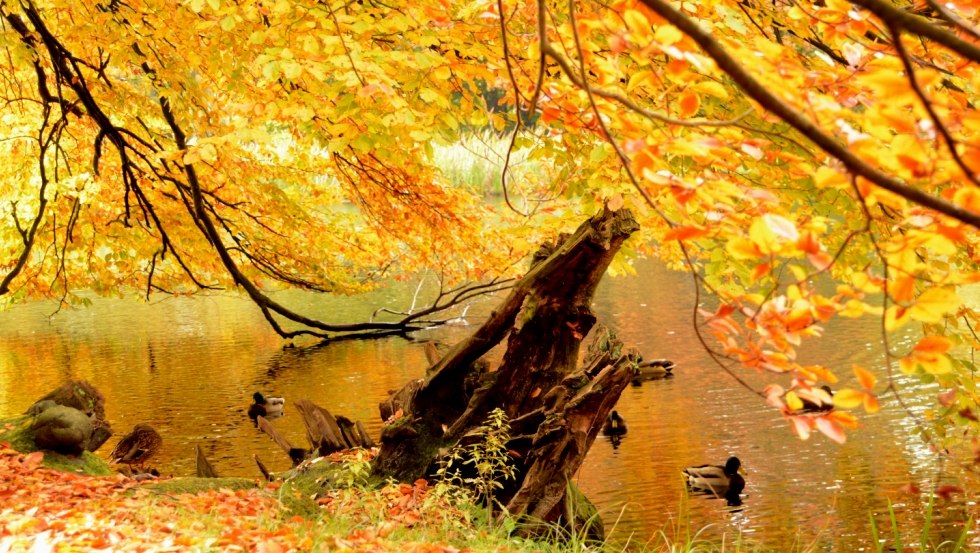 Herbst Ludwigslust Schlosspark Enten, © Tourismusverband Mecklenburg-Schwerin