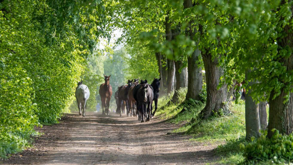 Pferdeherde entlang der Allee hinter dem Gutshaus, © Susan Marlen Fotografie
