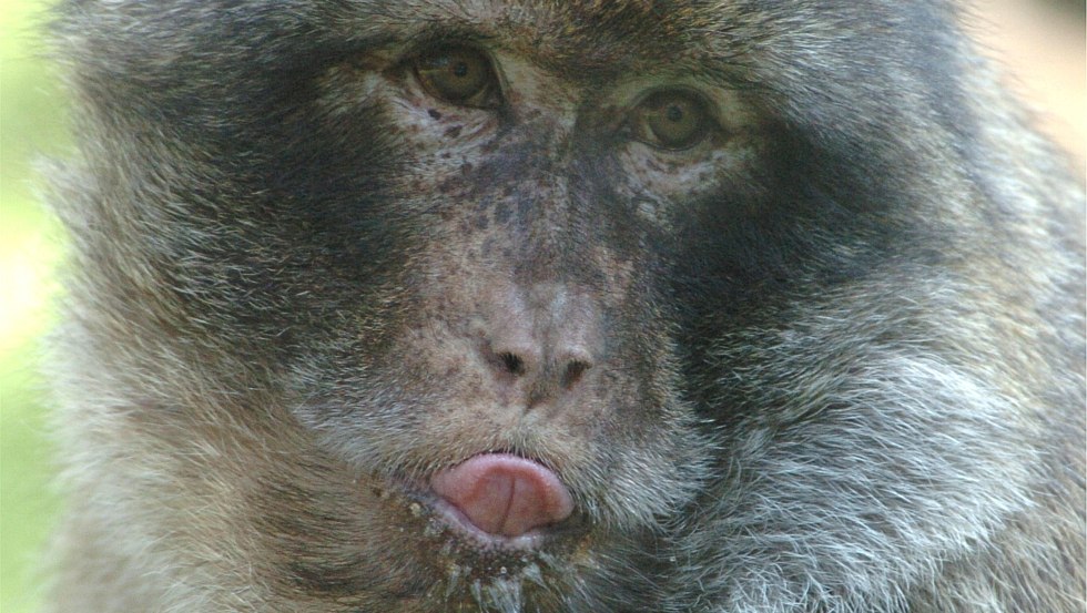 Berberaffe im TierparkUeckermuende, © Tierpark Ueckermünde