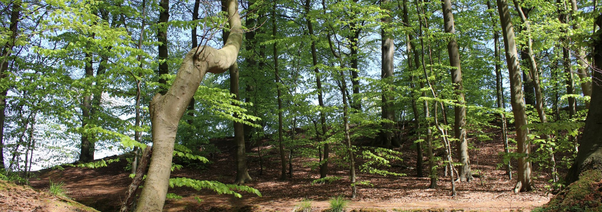 Seite_11_BRASOR_Buchenwald_Granitz_Jana_Schulz, © Biosphärenreservat Südost-Rügen