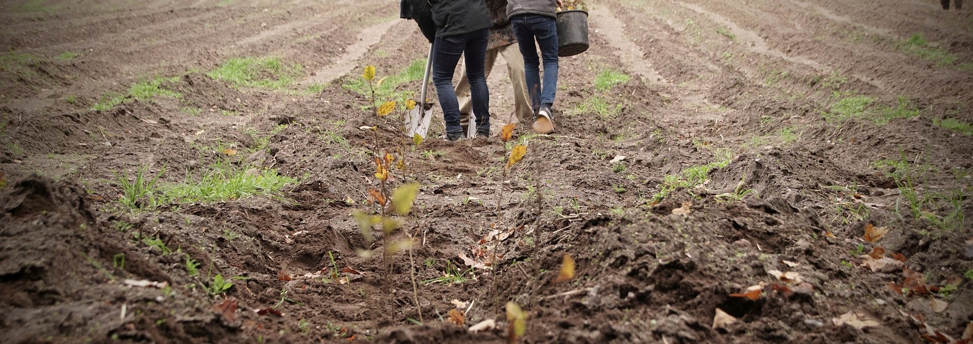 Pflanzaktion für den Klimawald, © Landesforst MV