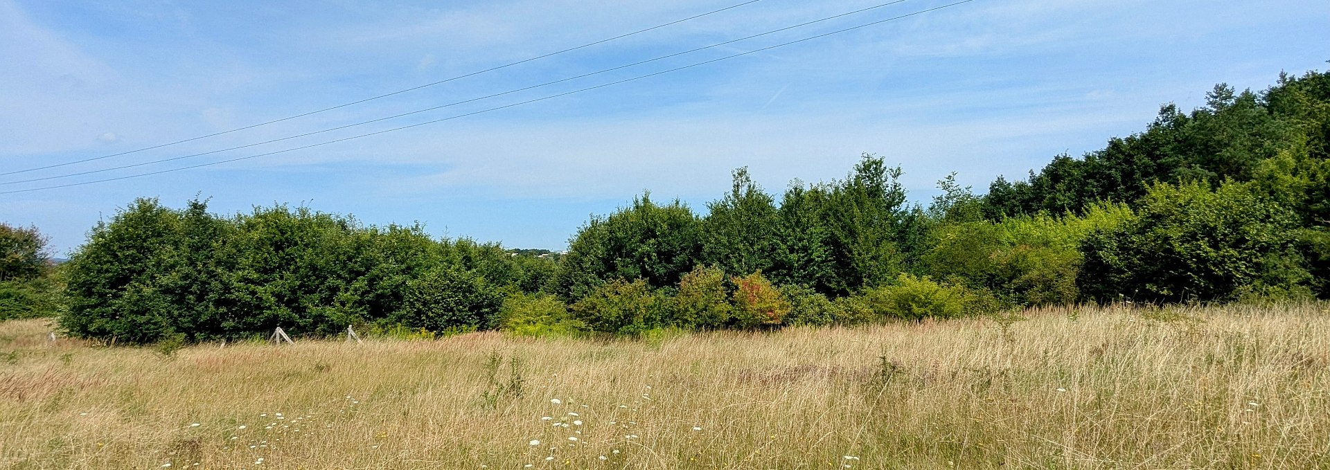 Klimawald Neubrandenburg-Nettelkuhl, © Landesforst MV