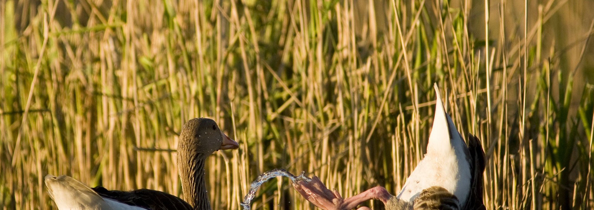 Tierbeobachtungen können Sie auf ausgewählten Touren mit unseren spezialisierten Guides erleben., © Jan Noack