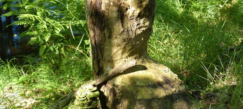 angenagter Baum am Radebach, © Naturpark Sternberger Seenland