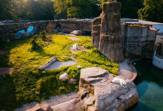 Das Polarium im Rostocker Zoo erinnert ein bisschen an die Hudson Bay in Kanada, wo viele Eisbären zuhause sind.
, © TMV/Friedrich