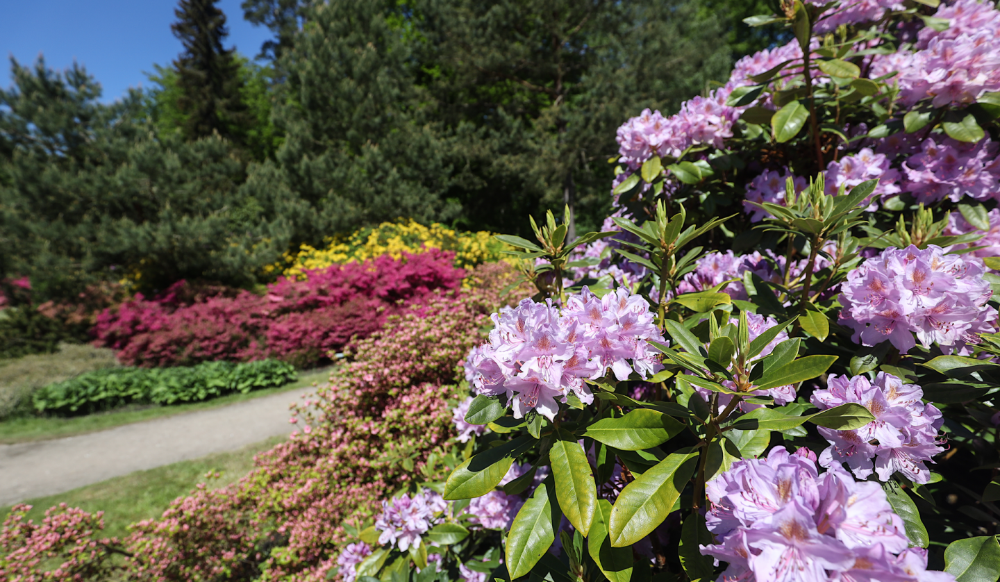 Rhododendronpark Ostseeheilbad Graal-Müritz, © TMV/Gohlke