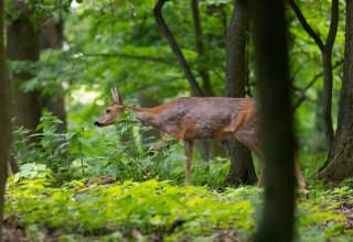 © Erlebnis Akademie AG/ Naturerbe Zentrum Rügen