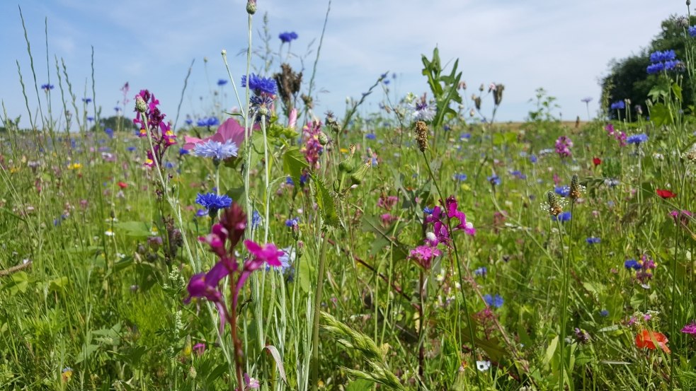 Wilde Blumenwiese am Wandelweg Sietow, © TMV/UB