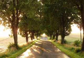 Allee im Sonnenlicht, © Gutshaus Pohnstorf GbR