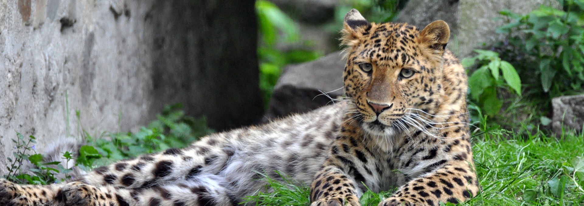 Leopard im Zoo Stralsund, © Zoo Stralsund