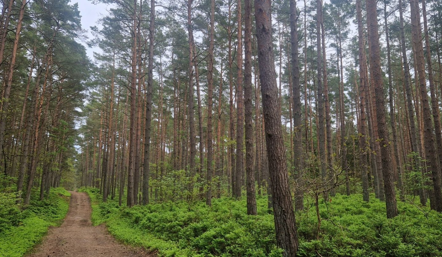 Wanderung Baaber Heide, © Kurverwaltung Goehren