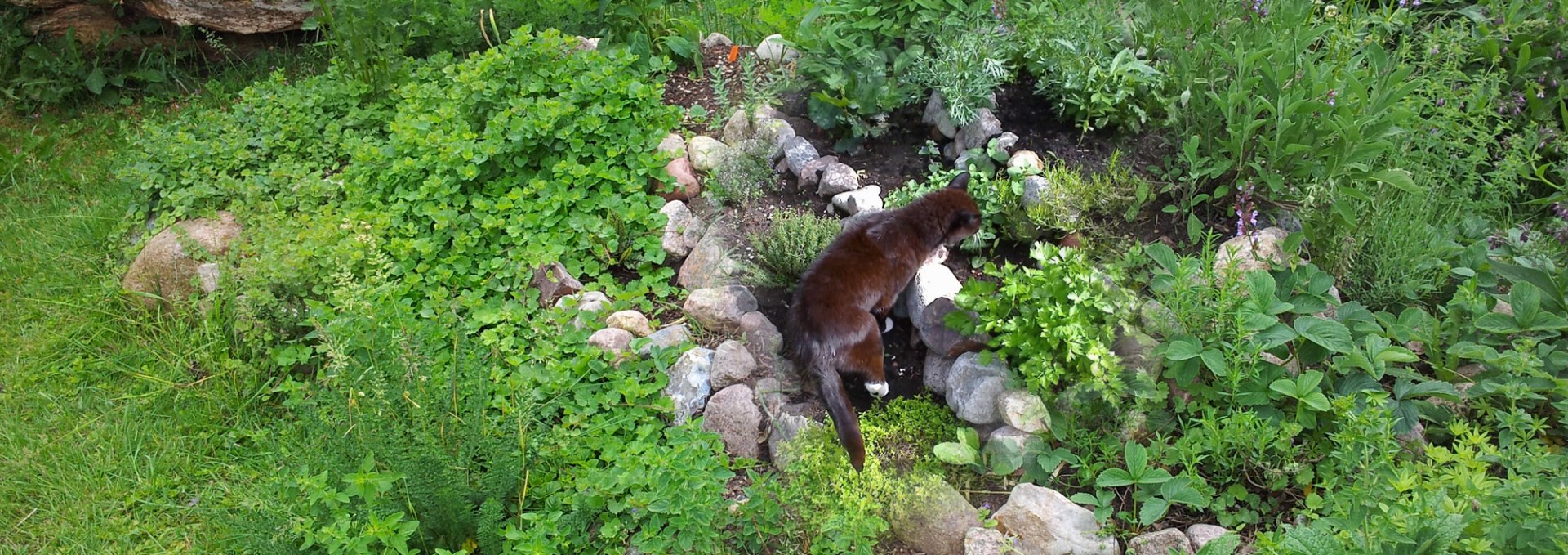 Diverse Kräuterpflanzen mit dienstältestem Kater, © Heike Voigt - Edle Tropfen Kräuterspezialitäten