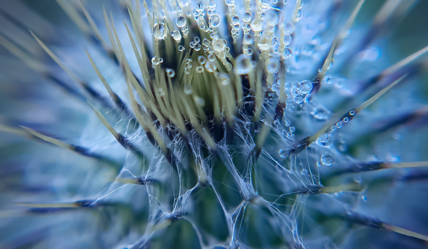 Distel, © Jana Sonnenberg