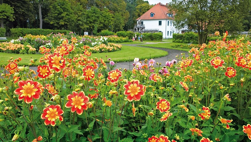 Der Kurpark Bad Sülze ist bekannt für seine Dahlien Vielfalt, © TMV/Grundner