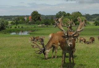 Rotwild und Gotlandschafe im Großgehege, © Zacharias