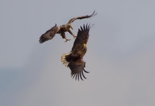 Seeadler-Tour, © Mirko Hecht