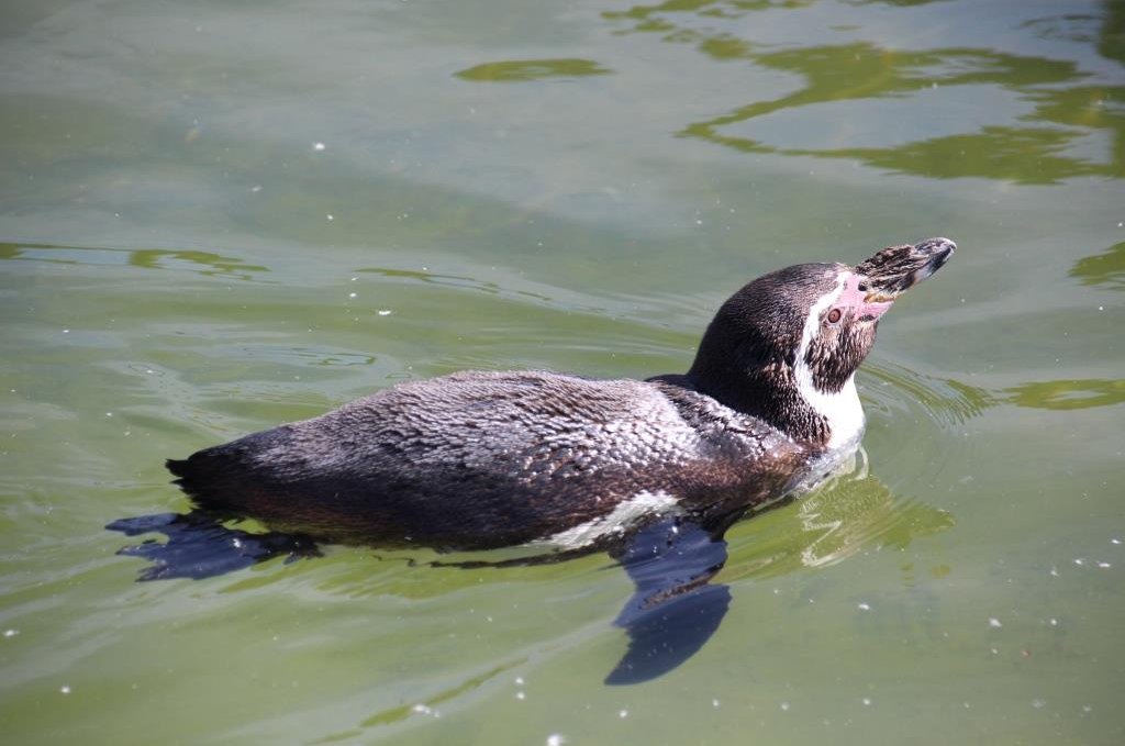 Pinguin, © Tiererlebnispark Müritz