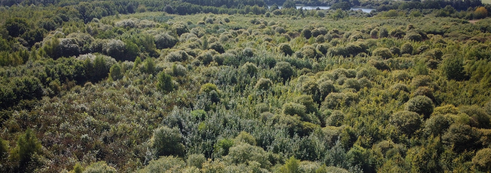 Klimawald Biosphärenreservat Schaalsee, © Landesforst MV