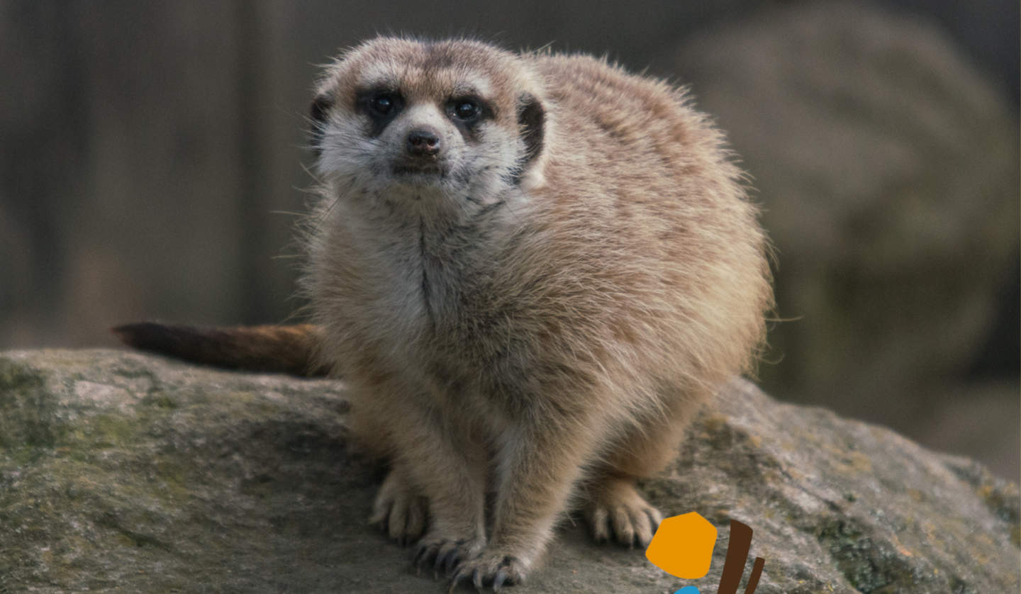 Erdmännchen sitzt auf Stein, © Zoo Schwerin